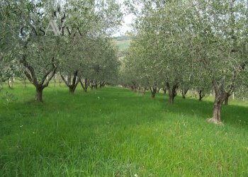 Foto 13 - Rustico contrada forola
 
18, Acquaviva Picena - foto 13