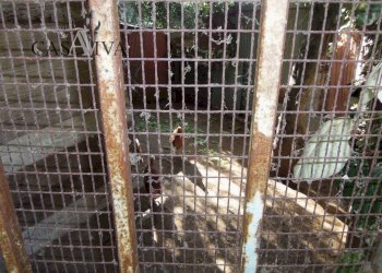 Foto 9 - Terreno agricolo Contrada Campo delle Mura, Acquaviva Picena - foto 9