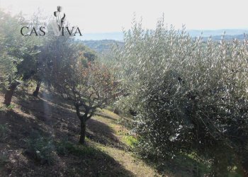 Foto 12 - Terreno agricolo Contrada Campo delle Mura, Acquaviva Picena - foto 12