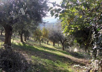 Foto 14 - Terreno agricolo Contrada Campo delle Mura, Acquaviva Picena - foto 14