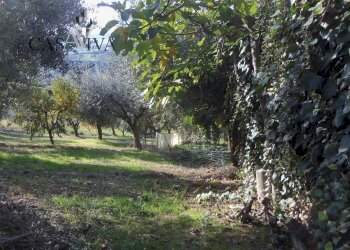 Foto 15 - Terreno agricolo Contrada Campo delle Mura, Acquaviva Picena - foto 15