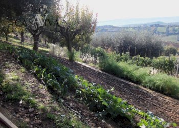 Foto 17 - Terreno agricolo Contrada Campo delle Mura, Acquaviva Picena - foto 17