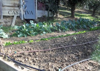 Foto 19 - Terreno agricolo Contrada Campo delle Mura, Acquaviva Picena - foto 19