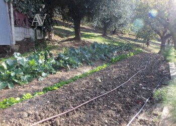 Foto 21 - Terreno agricolo Contrada Campo delle Mura, Acquaviva Picena - foto 21