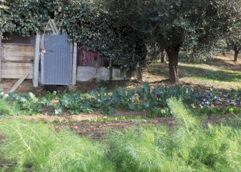 Foto 22 - Terreno agricolo Contrada Campo delle Mura, Acquaviva Picena - foto 22