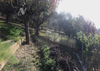 Foto 23 - Terreno agricolo Contrada Campo delle Mura, Acquaviva Picena - foto 23