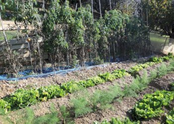 Foto 24 - Terreno agricolo Contrada Campo delle Mura, Acquaviva Picena - foto 24