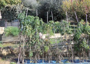 Foto 25 - Terreno agricolo Contrada Campo delle Mura, Acquaviva Picena - foto 25