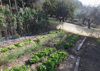 Foto 27 - Terreno agricolo Contrada Campo delle Mura, Acquaviva Picena - foto 27