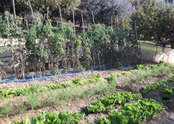 Foto 28 - Terreno agricolo Contrada Campo delle Mura, Acquaviva Picena - foto 28