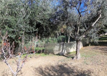 Foto 30 - Terreno agricolo Contrada Campo delle Mura, Acquaviva Picena - foto 30