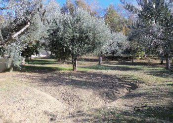 Foto 31 - Terreno agricolo Contrada Campo delle Mura, Acquaviva Picena - foto 31