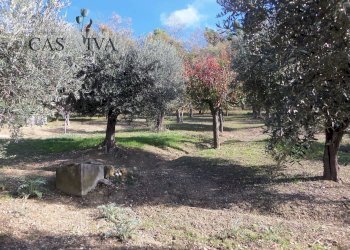 Foto 33 - Terreno agricolo Contrada Campo delle Mura, Acquaviva Picena - foto 33