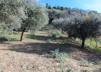 Foto 34 - Terreno agricolo Contrada Campo delle Mura, Acquaviva Picena - foto 34