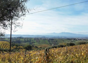 Foto 35 - Terreno agricolo Contrada Campo delle Mura, Acquaviva Picena - foto 35