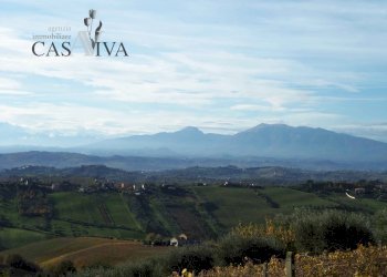 Foto 37 - Terreno agricolo Contrada Campo delle Mura, Acquaviva Picena - foto 37