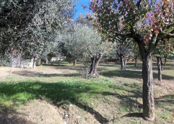 Foto 40 - Terreno agricolo Contrada Campo delle Mura, Acquaviva Picena - foto 40