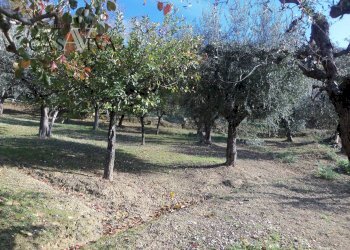 Foto 41 - Terreno agricolo Contrada Campo delle Mura, Acquaviva Picena - foto 41