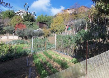 Foto 42 - Terreno agricolo Contrada Campo delle Mura, Acquaviva Picena - foto 42