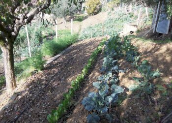 Foto 43 - Terreno agricolo Contrada Campo delle Mura, Acquaviva Picena - foto 43