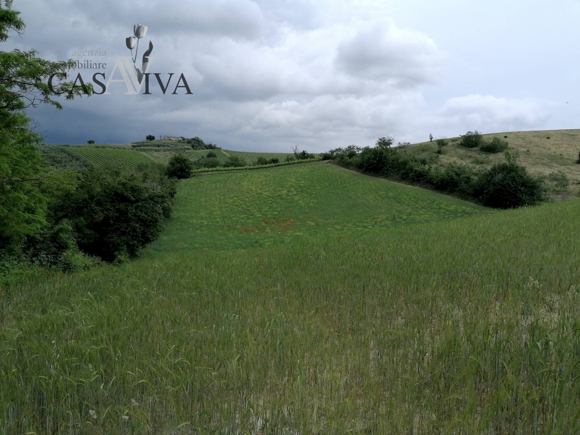 Foto 3 - Terreno agricolo contrada Collelungo, Acquaviva Picena - foto 3