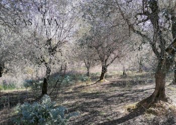 Foto 8 - Rustico Contrada Fontepezzana
 
10, Acquaviva Picena - foto 8