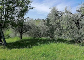 Foto 1 - Terreno agricolo contrada s. maria in accubitu, Acquaviva Picena - foto 1