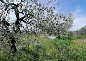 Foto 11 - Terreno agricolo contrada s. maria in accubitu, Acquaviva Picena - foto 11