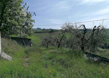 Foto 13 - Terreno agricolo contrada s. maria in accubitu, Acquaviva Picena - foto 13