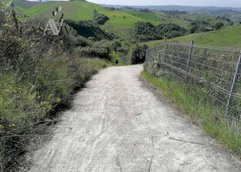Foto 14 - Terreno agricolo contrada s. maria in accubitu, Acquaviva Picena - foto 14