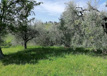 Foto 18 - Terreno agricolo contrada s. maria in accubitu, Acquaviva Picena - foto 18