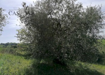 Foto 21 - Terreno agricolo contrada s. maria in accubitu, Acquaviva Picena - foto 21