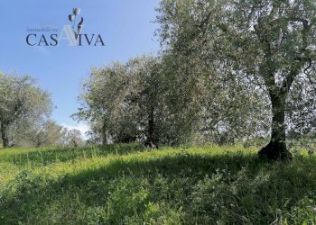 Foto 22 - Terreno agricolo contrada s. maria in accubitu, Acquaviva Picena - foto 22