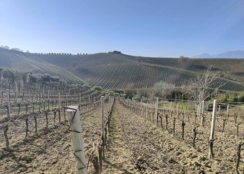 Foto 5 - Rustico Contrada Forola, Acquaviva Picena - foto 5