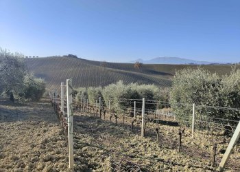 Foto 12 - Rustico Contrada Forola, Acquaviva Picena - foto 12