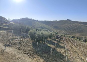 Foto 40 - Rustico Contrada Forola, Acquaviva Picena - foto 40