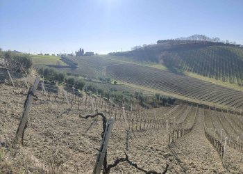 Foto 58 - Rustico Contrada Forola, Acquaviva Picena - foto 58