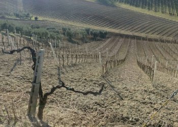 Foto 59 - Rustico Contrada Forola, Acquaviva Picena - foto 59