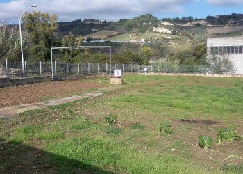 Foto 2 - Terreno edificabile Contrada Colle in Su, Acquaviva Picena - foto 2