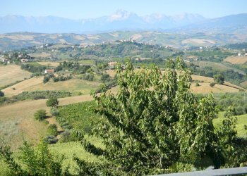 Foto 34 - Rustico Contrada Casarica, Acquaviva Picena - foto 34