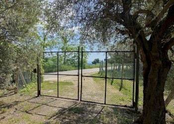 Foto 5 - Rustico Contrada Casarica, Acquaviva Picena - foto 5