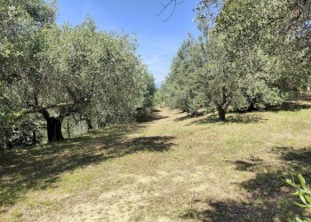 Foto 9 - Rustico Contrada Casarica, Acquaviva Picena - foto 9