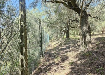 Foto 13 - Rustico Contrada Casarica, Acquaviva Picena - foto 13