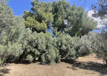 Foto 15 - Rustico Contrada Casarica, Acquaviva Picena - foto 15