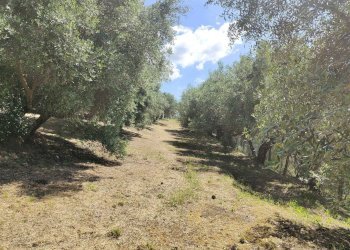 Foto 17 - Rustico Contrada Casarica, Acquaviva Picena - foto 17