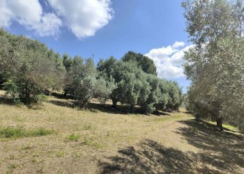 Foto 19 - Rustico Contrada Casarica, Acquaviva Picena - foto 19