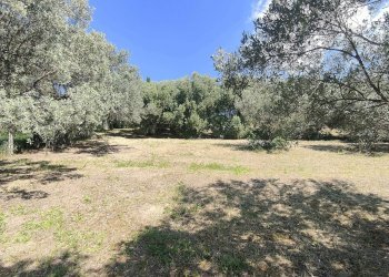 Foto 21 - Rustico Contrada Casarica, Acquaviva Picena - foto 21