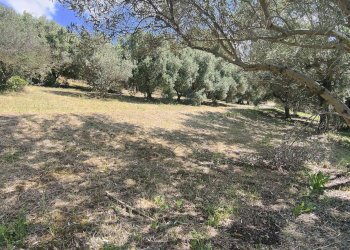 Foto 23 - Rustico Contrada Casarica, Acquaviva Picena - foto 23