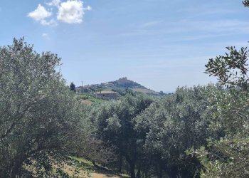 Foto 25 - Rustico Contrada Casarica, Acquaviva Picena - foto 25