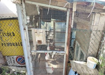 Foto 11 - Terreno agricolo Contrada fonte Palanca, Acquaviva Picena - foto 11